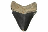 Juvenile Megalodon Tooth - Georgia #115627-1